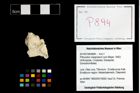 Foto (Objekt + Etikett) von Pithonoton marginatum (von Meyer, 1842)  (NHMW-GEO-2014-0194-0894)